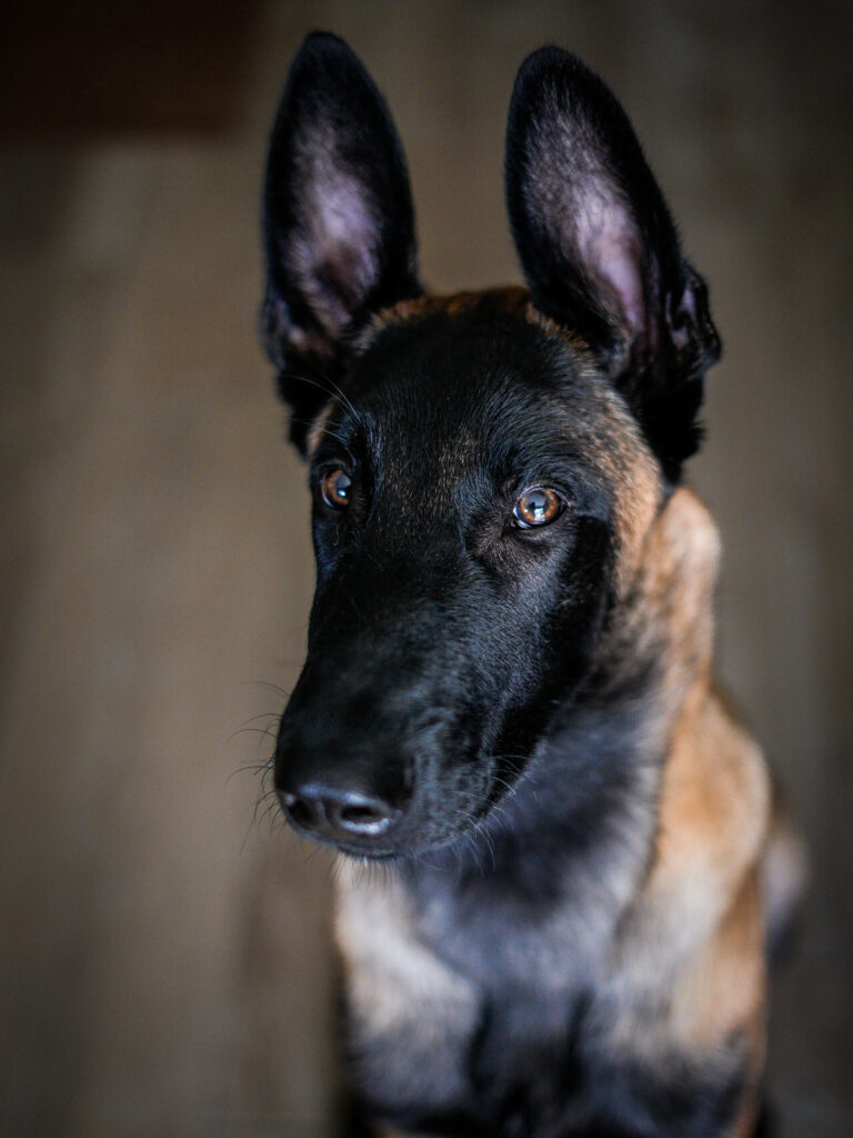 Photographie portrait de malinois