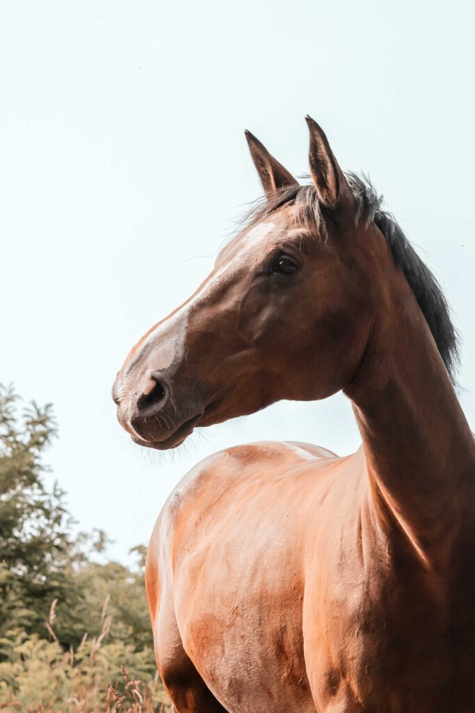 portrait cheval