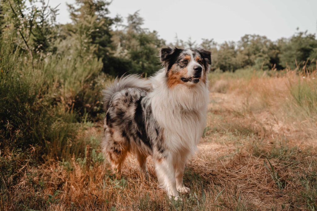 photographie chien