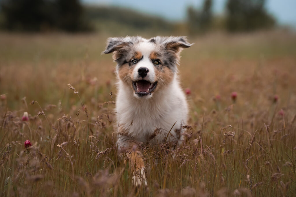 photographe canin